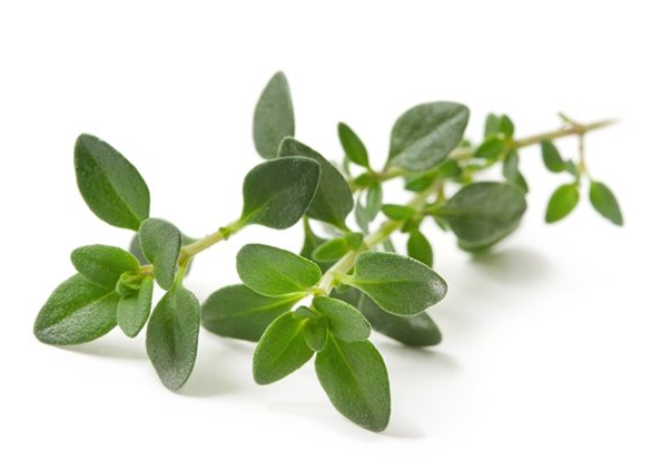 thyme