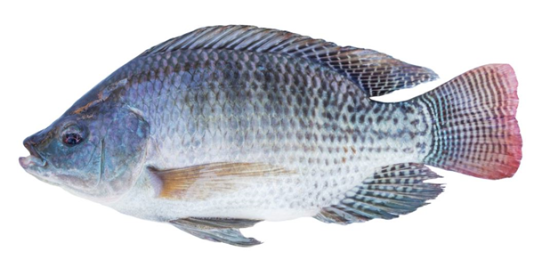 tilapia